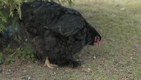 Pollo-En-El-Patio-Cerca-Del-árbol.-Pollo-Negro-En-El-Pueblo