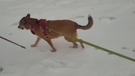 Perro-Paseando-Y-Corriendo-Sobre-Una-Alfombra-De-Nieve-Blanca-En-Invierno-Por-Primera-Vez