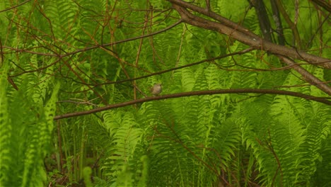 common-warbler-with-little-twig-in-beak-perches-and-looks-around