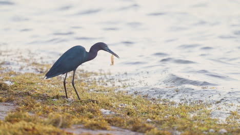 la pequeña garza azul come camarones en la playa algas