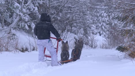 parte trasera de una persona parada en un bosque nevado con un trineo tirado por perros huskies