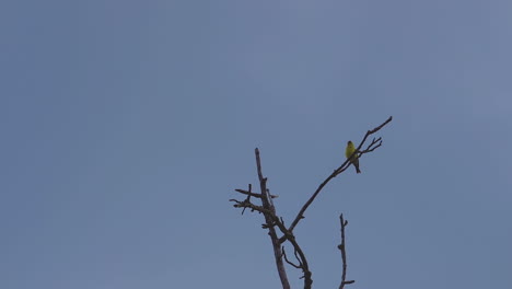 yellow oriole on a leafless tree top, swaying in the breeze