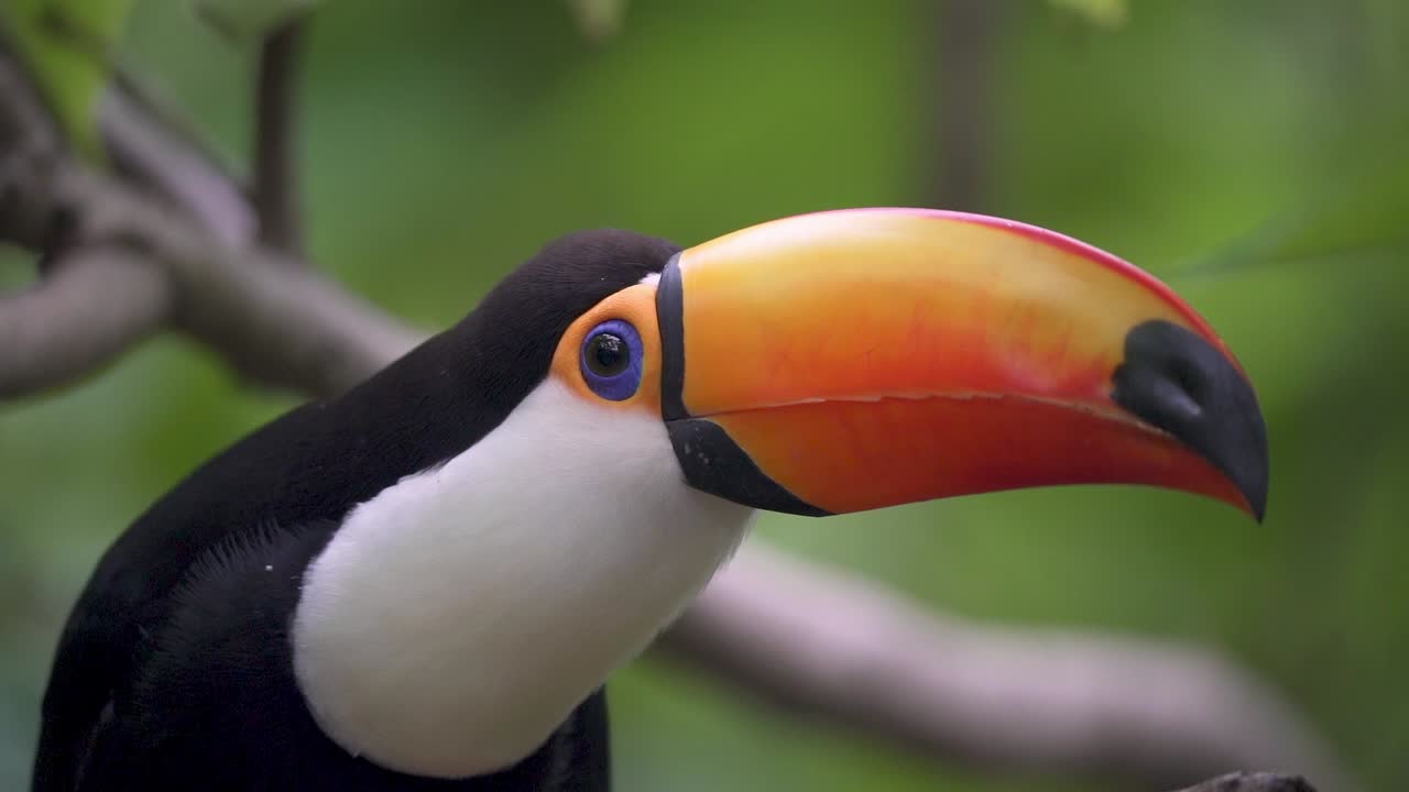Close-up de um tucano-toco empoleirado em um galho e olhando ao redor.
