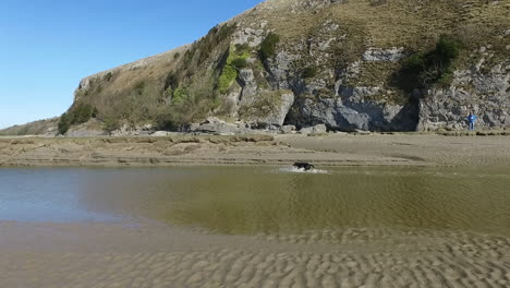 flyby shot of a dog running after a stick in water, shot on a beach at low tide on the coast, on a bright sunny day