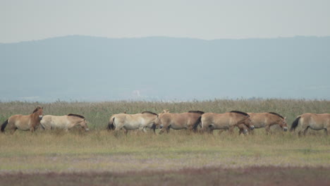fotografía de un grupo de caballos salvajes przewalski cruzando las llanuras
