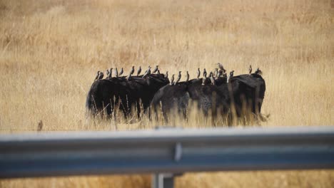 bandada de aves sentadas en el ganado, animales de relación simbiótica