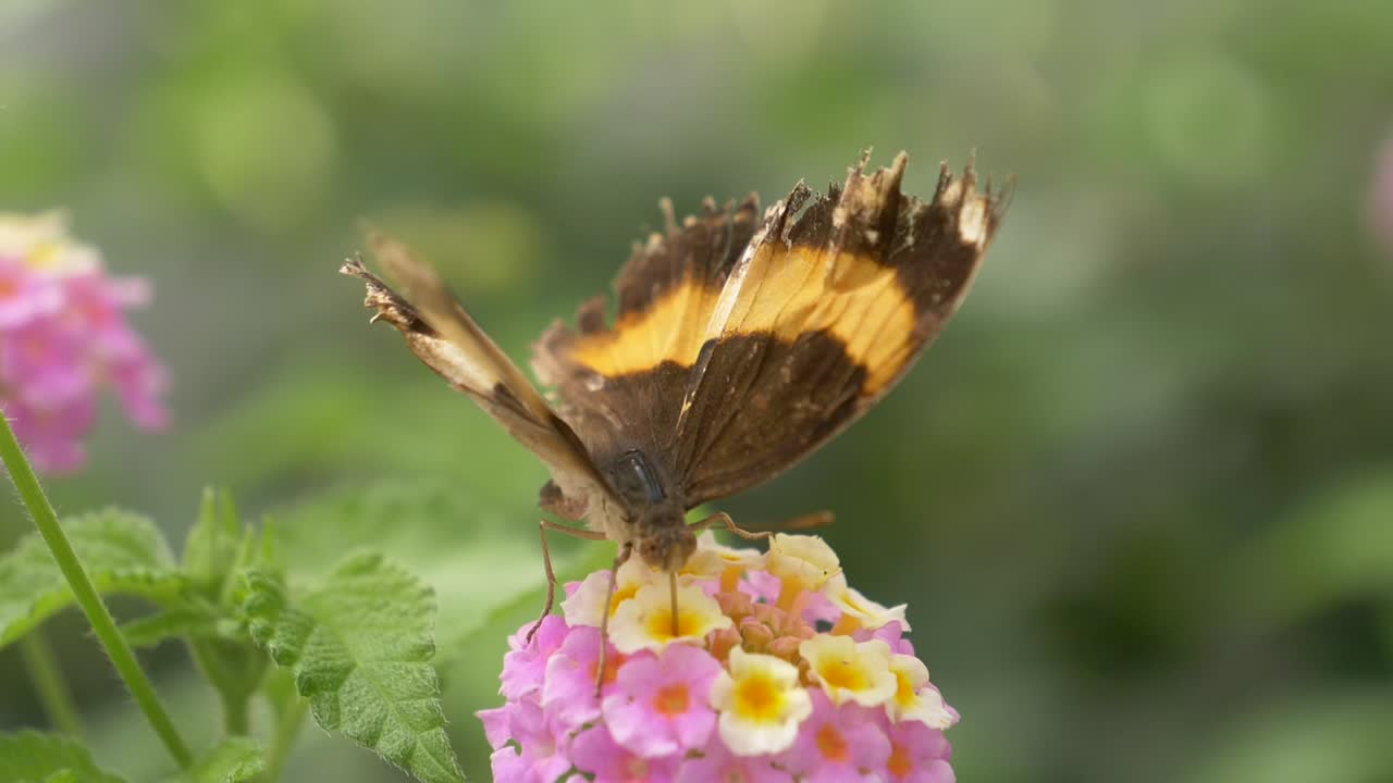 Primo piano colorato di una bellissima farfalla monarca che riposa su un fiore e raccoglie nettare con le zampe - Insetto al lavoro - macro