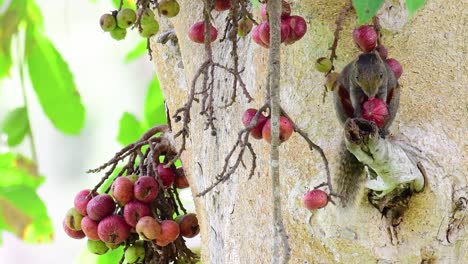 紅腹樹松鼠 (pallas's squirrel) 紅肚樹松鼠(red-bellied tree squirrel),一種被發現在果樹枝上吃果實的松鼠 (calloscurus erythraeus)