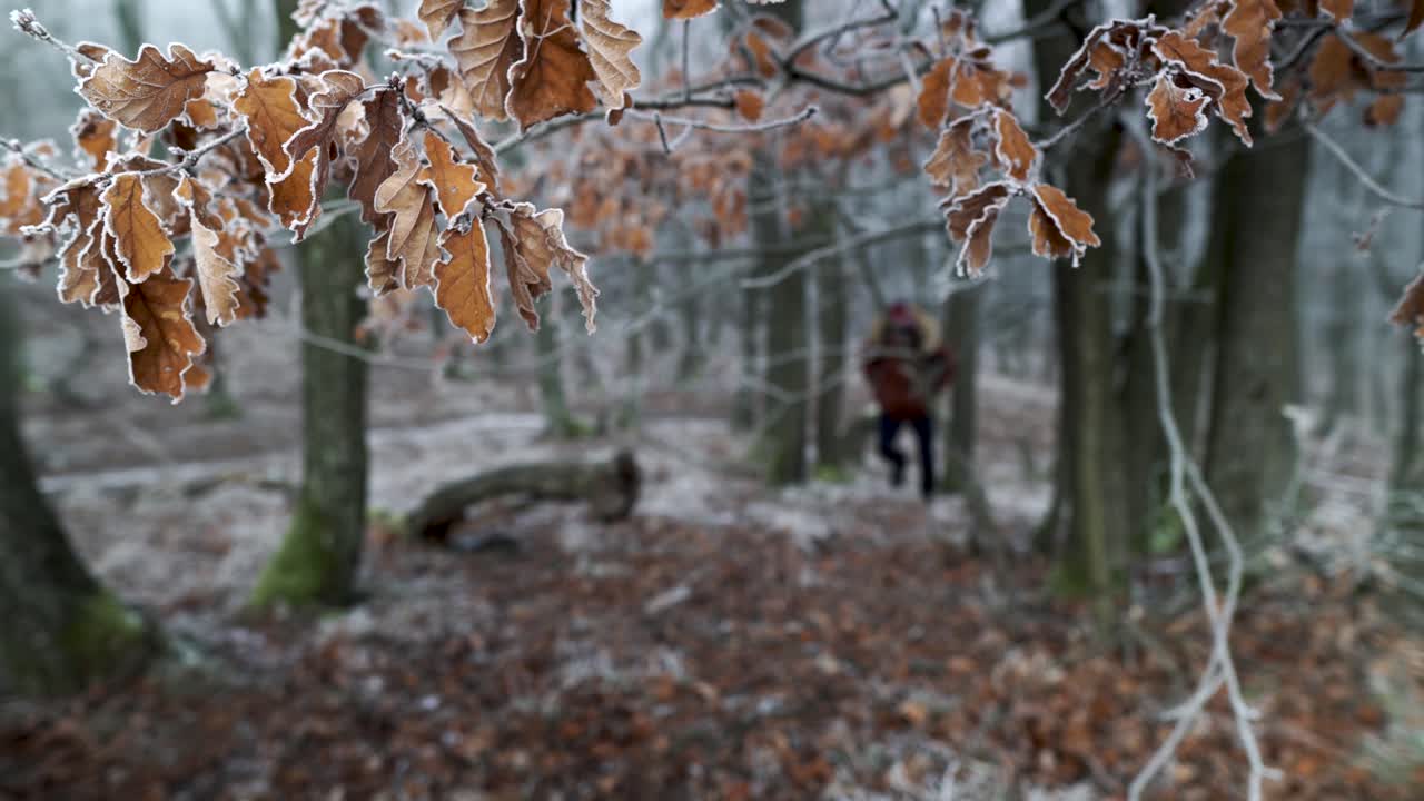 Zmrożone liście na gałęzi w ostrości z kaukaskim turystą idącym naprzód w pokrytym szronem zimowym lesie