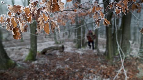 Frozen-leaves-on-branch-in-focus-with-caucasian-hiker-man-walking-forward-in-frost-covered-winter-forest