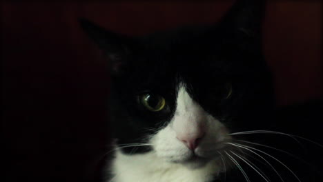 this feline cat stares deeply into the camera, he seems to be watching something intently and just when you think "is this cat alive" his ear twitches. can be used in a variety of ways