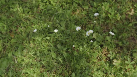 person taking a watering can full of water from the grass to water the garden