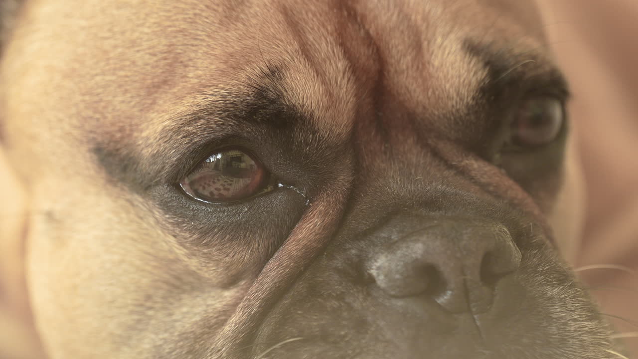 Close-up of a French bulldog dog's pensive eyes and face