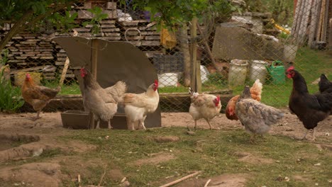 Frei-Glücklich-Leben-Nicht-ängstlich-Heidelandschaft-Hühnerfarm