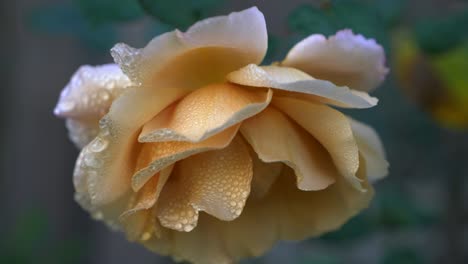 close shot of yellow garden rose with water droplets on petals swaying in the breeze