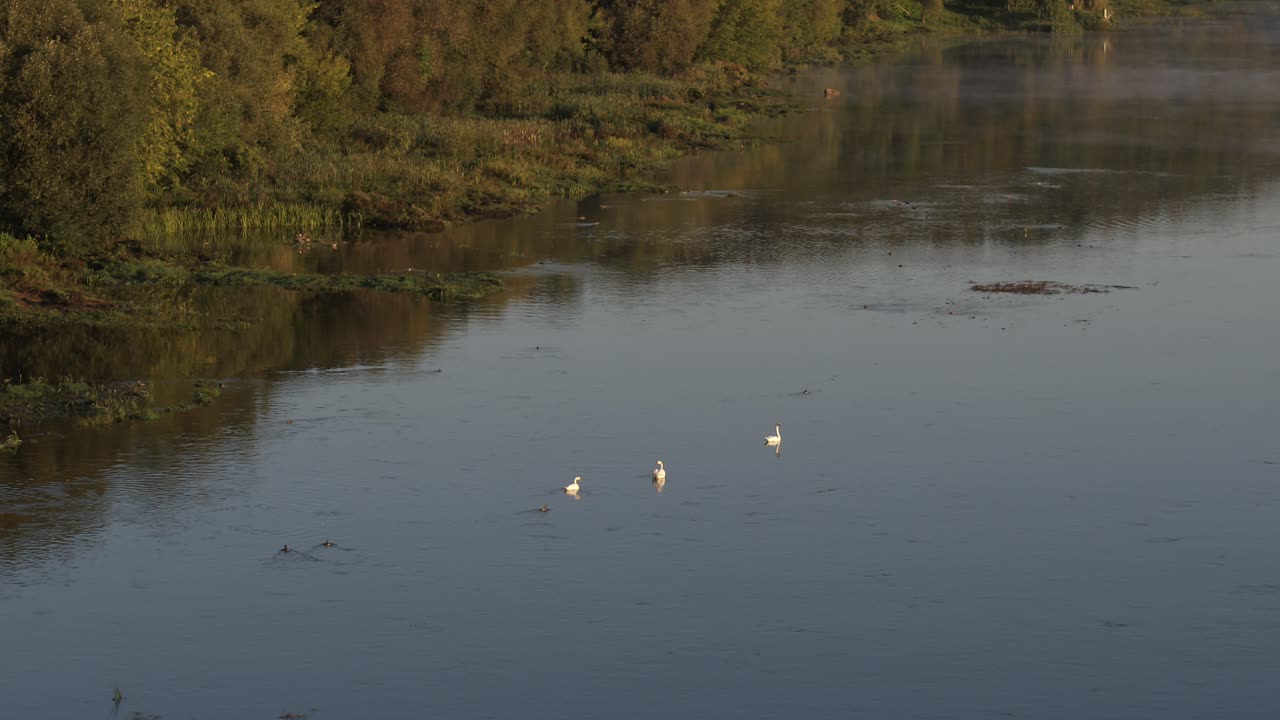 cisnes blancos en el río nemunas, condado de kaunas, lituania.