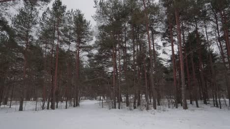 Schwenken-180-Schuss-Eines-Waldes-Im-Winter-Mit-Schnee-Während-Eines-Schneefalls-Mit-Den-Hohen-Kiefern-Herum