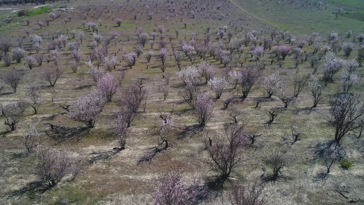 과수원 에서 꽃 이 피는 과일 나무 들