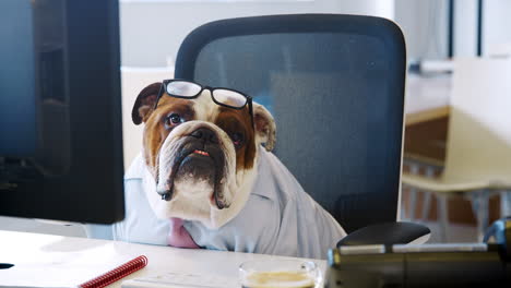 british bulldog working in office looking to camera