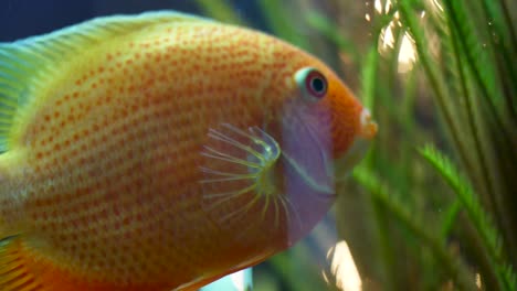 orange fish in aquarium