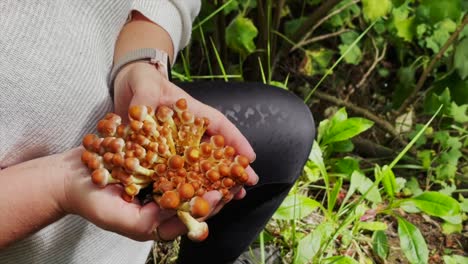 Woman holding a chunk of baby black poplar mushrooms smells their freshness