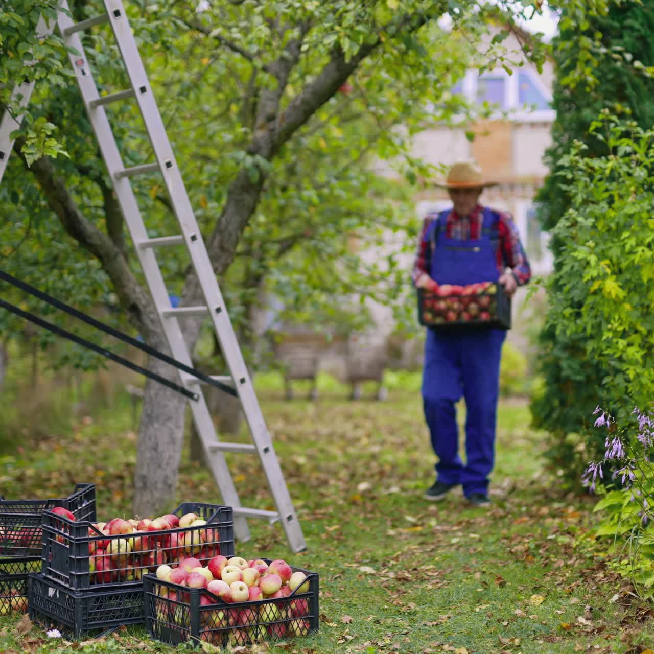 Frutta estiva fresca e biologica in cesti. Contadino con cappello che raccoglie mele in un cesto