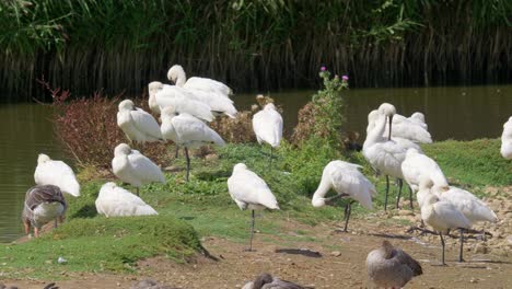 A-group-of-Spoonbills-sitting-on-the-edge-of-a-saltwater-marsh-surrounded-by-geese