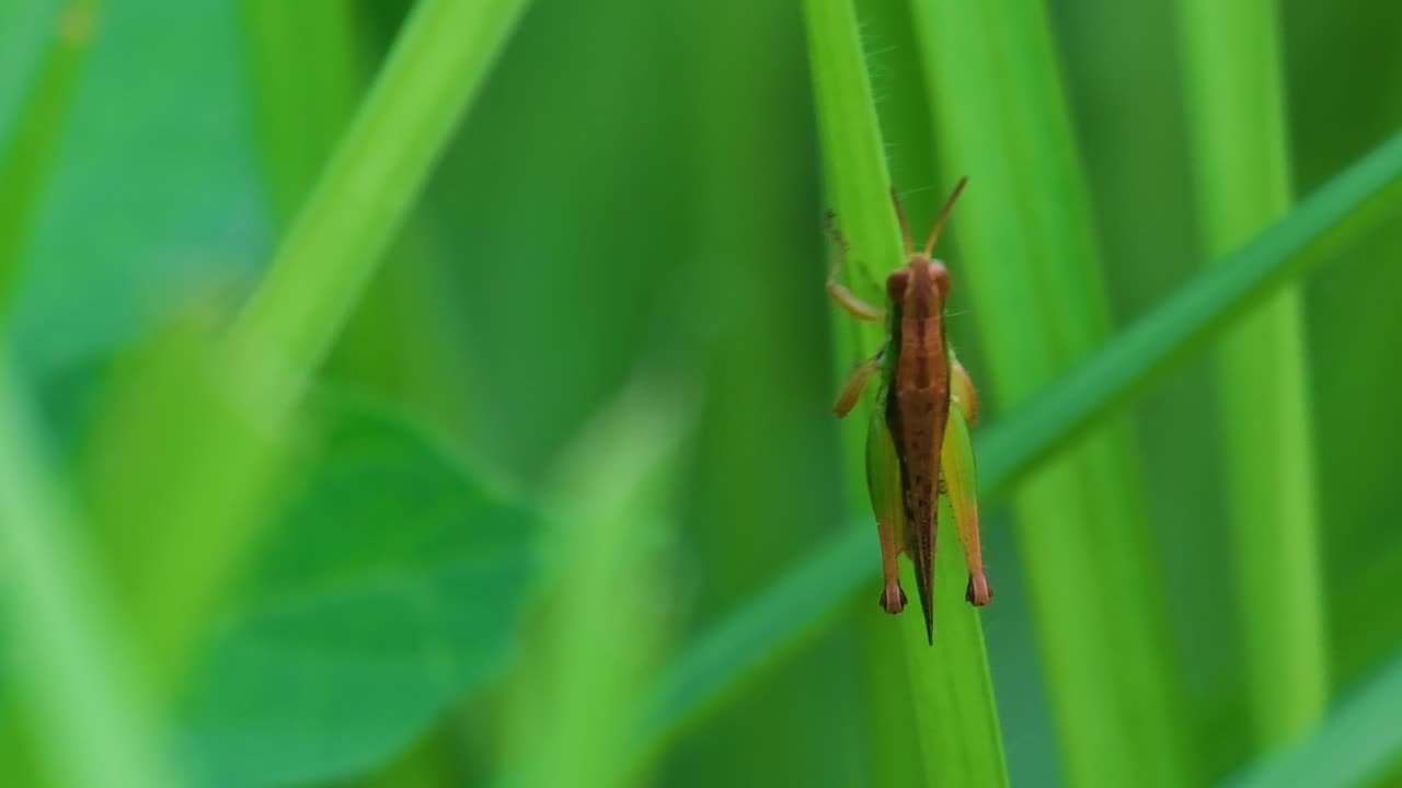 foto macro de la hembra saltamontes de prado en la hoja de hierba verde, saltando rápido