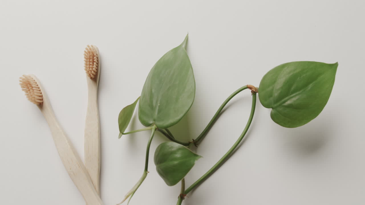 Close up of two toothbrushes and plant on white background