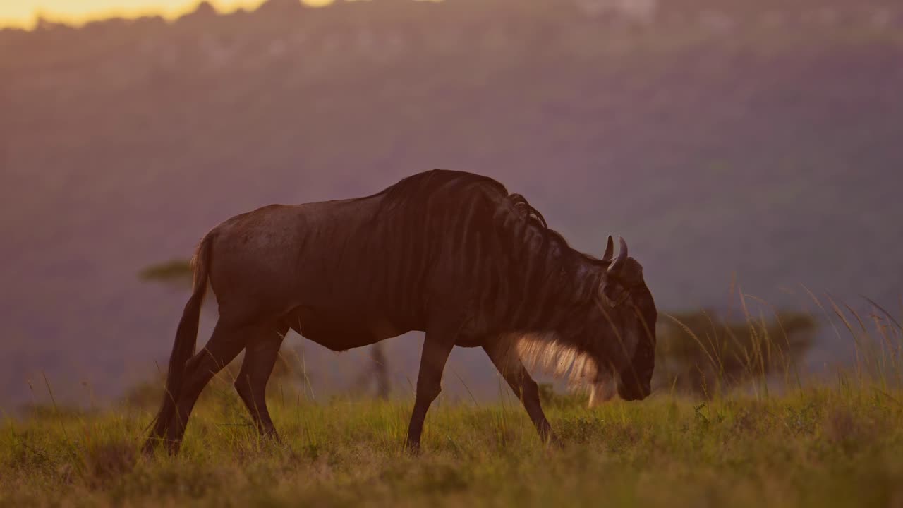 Slow Motion of Wildebeest Close Up Walking in Grass in Africa Savannah Plains Landscape Scenery, African Masai Mara Safari Wildlife Animals in Savanna in Beautiful Golden Hour Sunset Light
