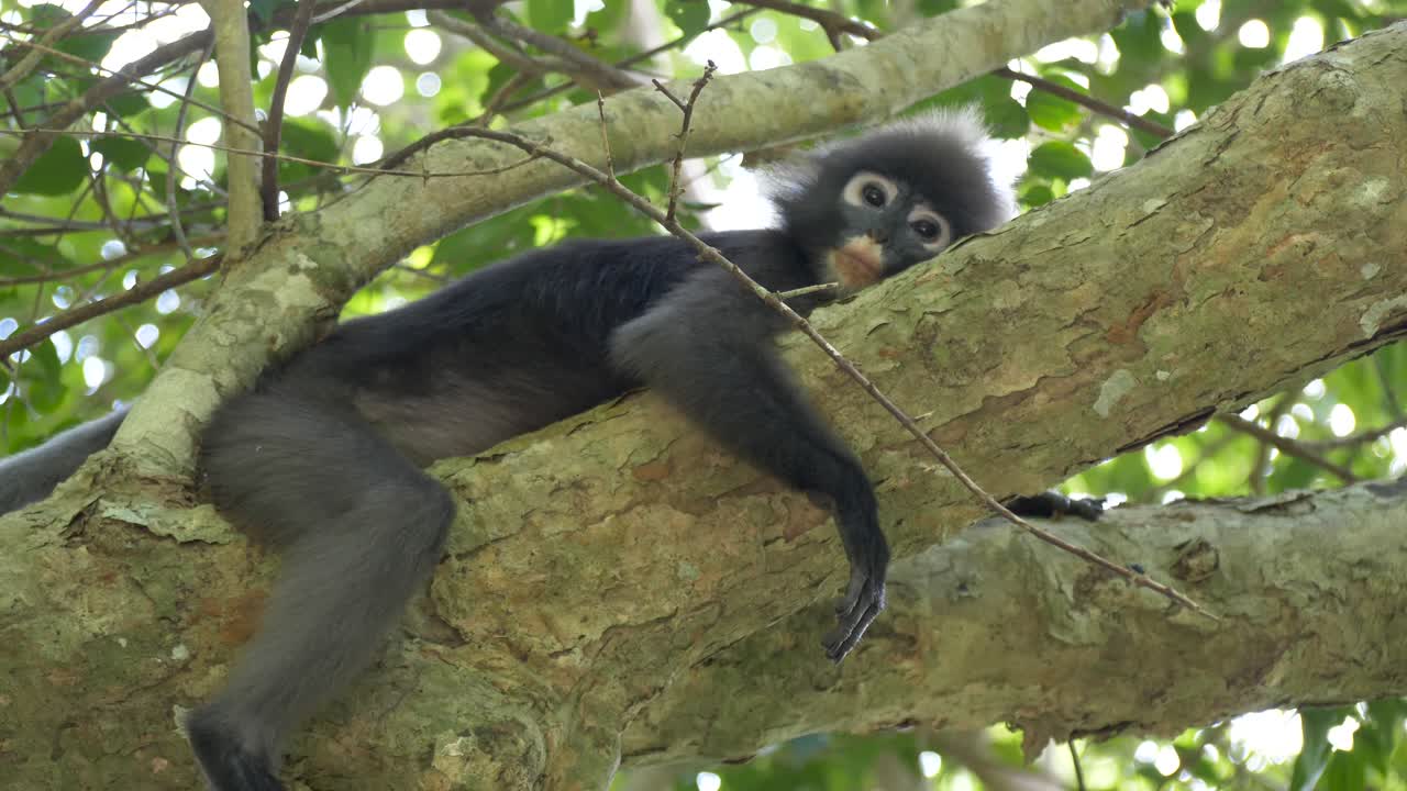 mono de hoja oscura o langur de anteojos descansando y relajándose en el árbol