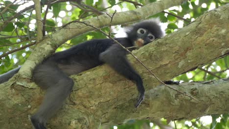 Mono-De-Hoja-Oscura-O-Langur-De-Anteojos-Descansando-Y-Relajándose-En-El-árbol