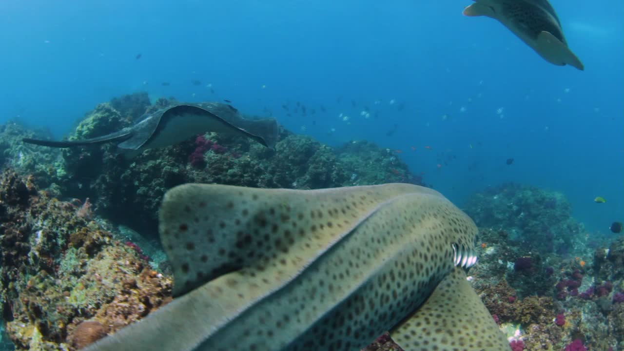 nadando junto a una gran raya toro con tiburones nadando alrededor