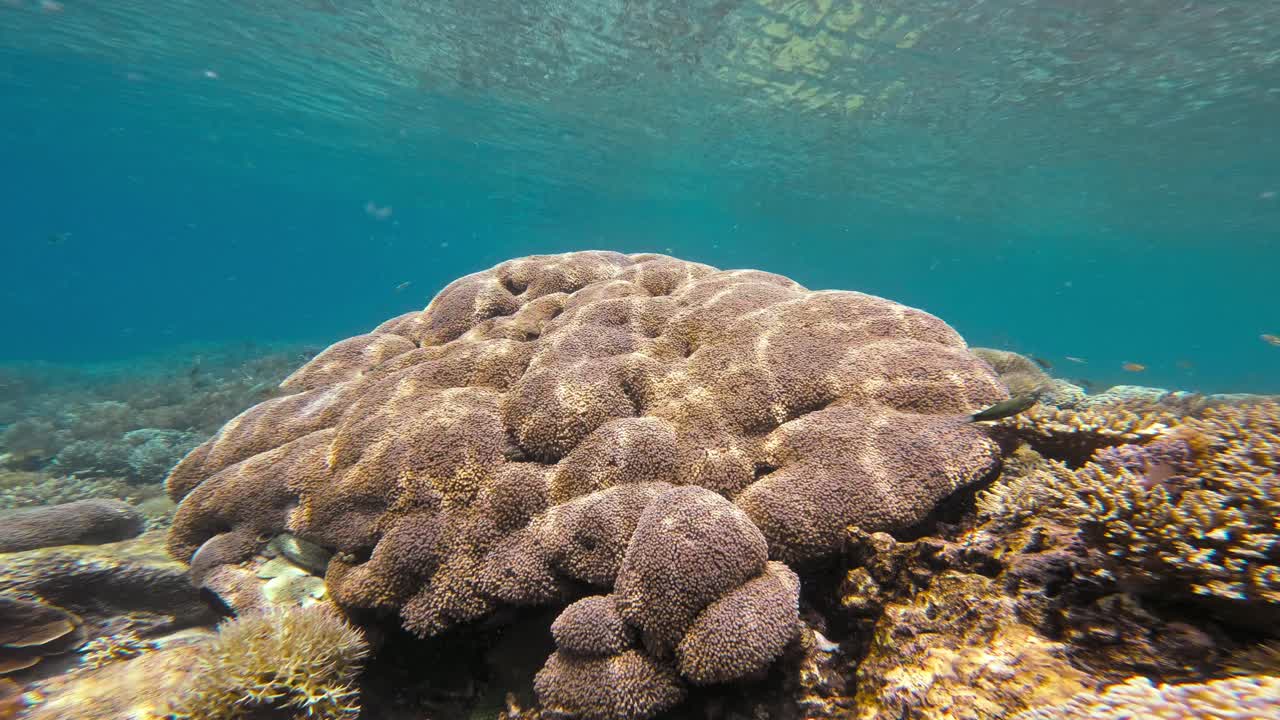 수중 산호초 장면