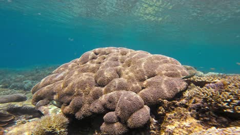 escena de arrecife de coral submarino