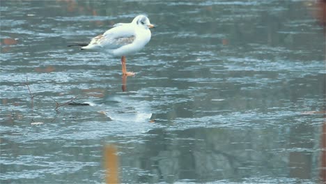 Gull-is-Scratching-Head,-Seagull-is-Resting-on-Ice-on-a-Frozen-Lake-Gull---Handheld-Shot