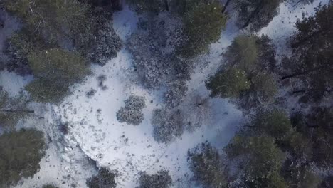 Vista-Aérea-Superior-De-Un-Bosque-Nevado-De-Pinos-Verdes-En-El-Sur-De-España