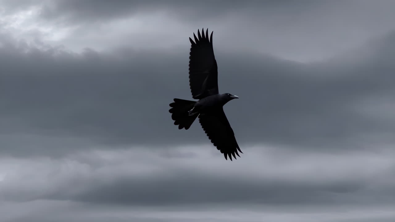 Corvo in volo contro un cielo tempestoso