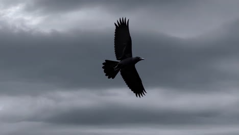 crow in flight against a stormy sky