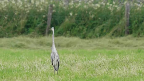 Grey-heron-bird-with-long-neck-in-green-meadow,-wildlife-in-Switzerland