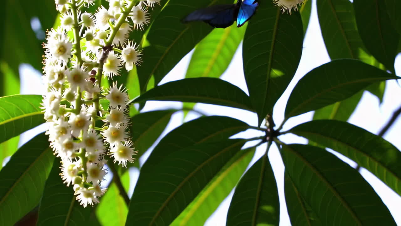 mariposa azul en flores blancas