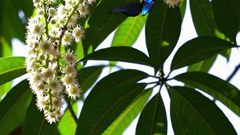 blue butterfly on white flowers