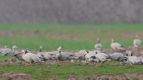 Die-Gänseherde-In-Den-Weizenfeldern