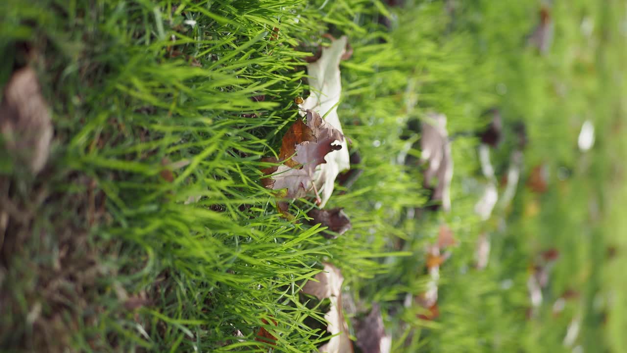 풀 위의 가을 잎