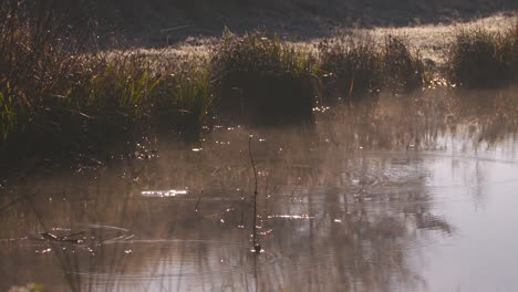 stunning 150 frames per second shot of melting frost droplets falling into a lake