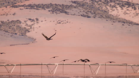 sandhill crane flying over snowy farmland with mountain range in background slow motion