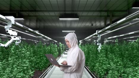 side view of asian marijuana researcher smiling while using a laptop in the marijuana greenhouse with smart robotic farmers