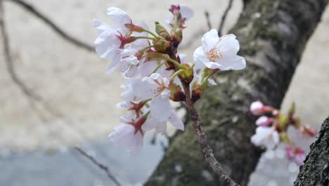 zooming landscape view of the fresh sakura flower with wind blowing in fukushima area -hanami flower viewing season-4k uhd video movie footage short