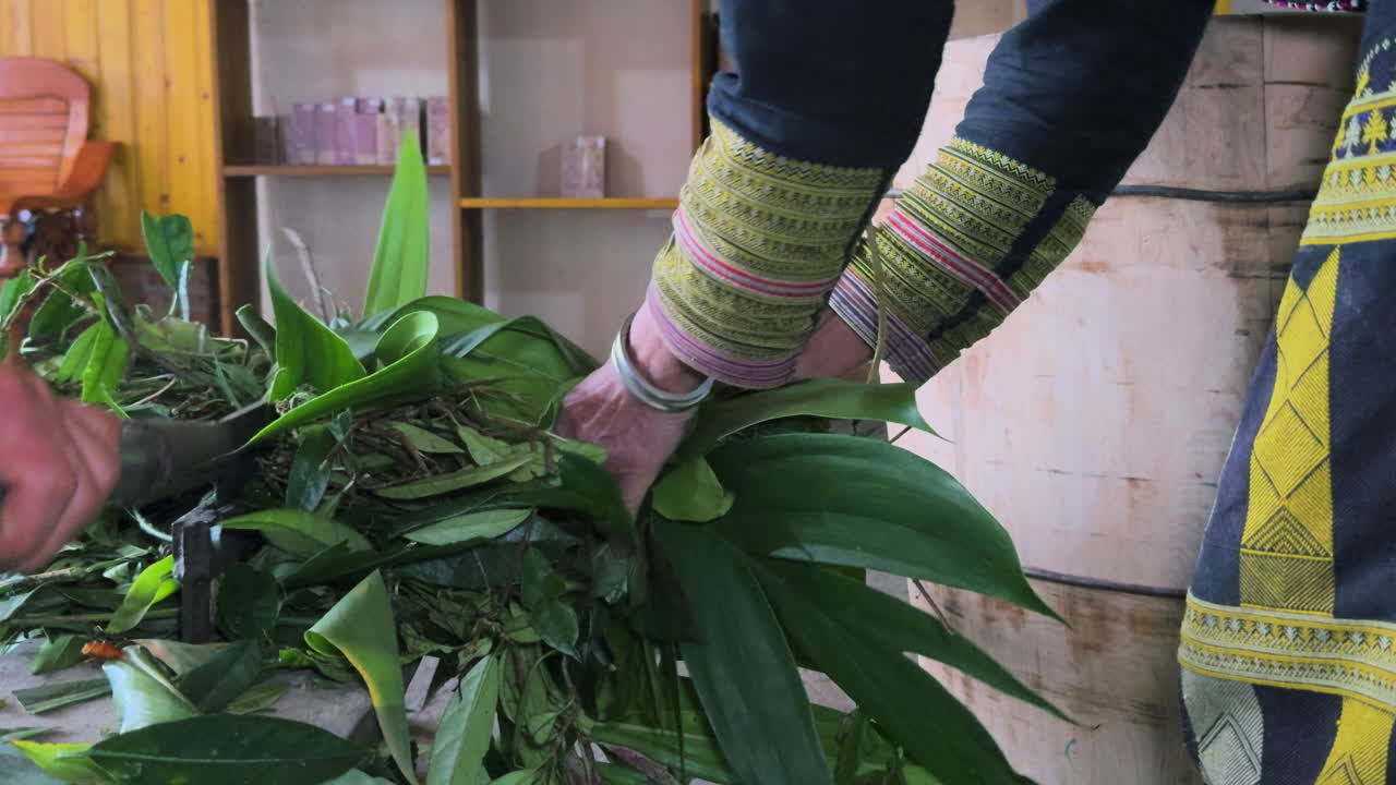 Black Dao hands preparing herbs for medicine in Tả Phìn, Sa Pa, Vietnam