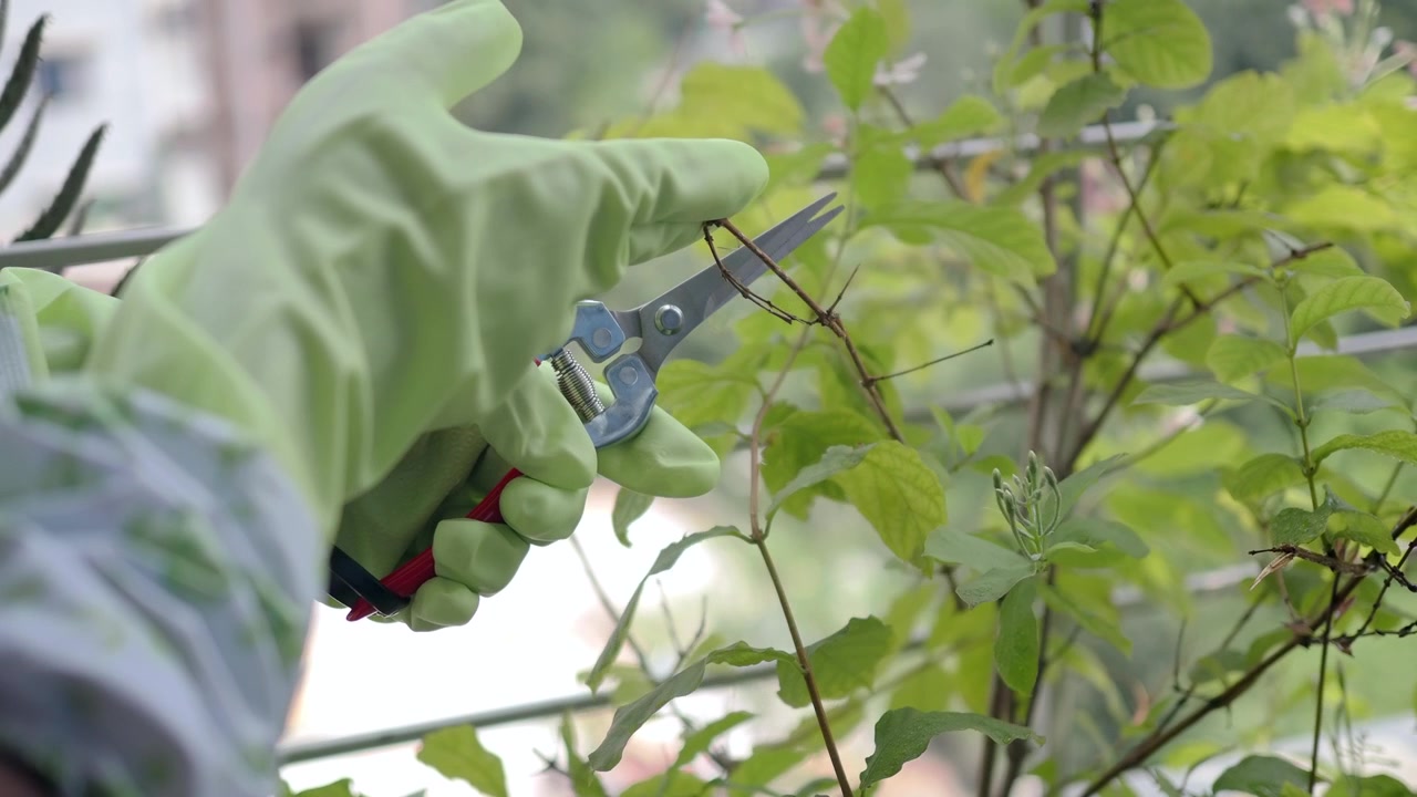 Jardineiro Podando Galhos de Plantas com Tesoura de Poda na Varanda